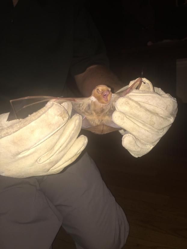 Eastern red bat removed by Aces Wildlife Removal