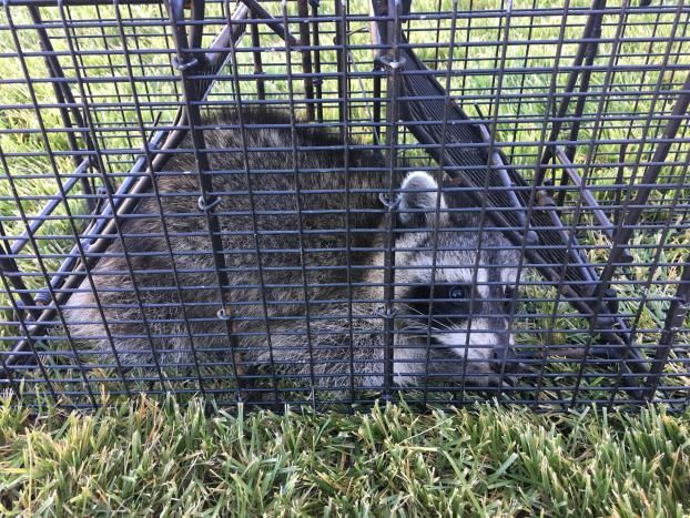 Raccoon Control By Aces Wildlife Removal