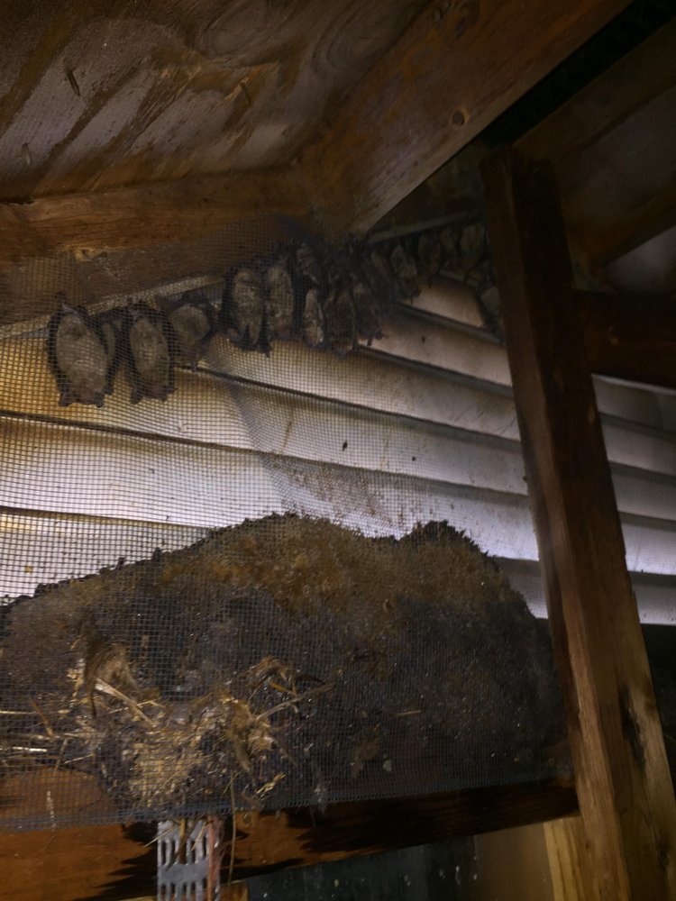 Bat control specialist from Aces Wildlife Removal found 21 bats piled up in the louver of this STL home.