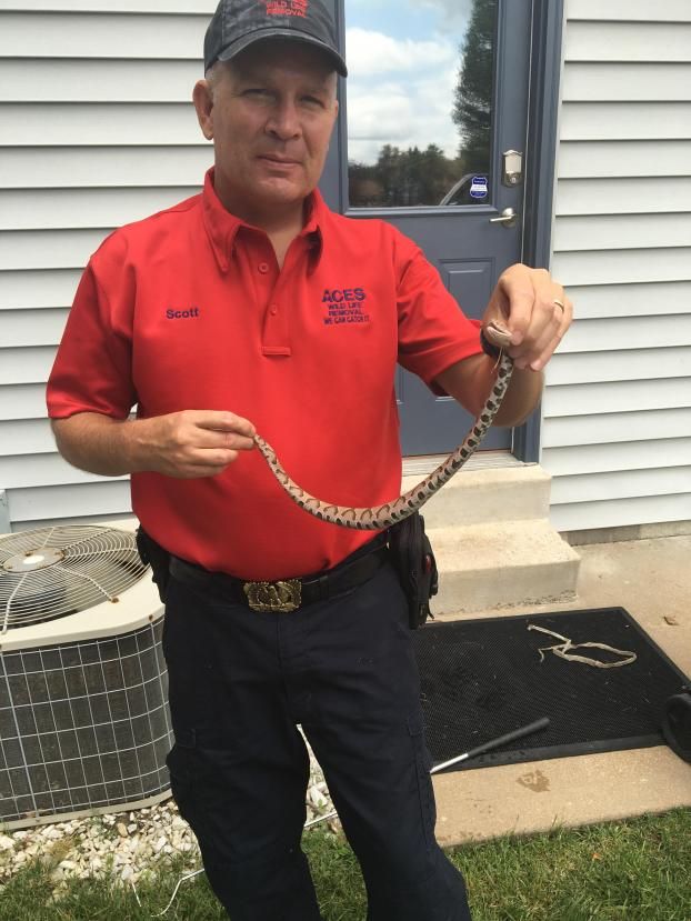 Snake Control By Aces Wildlife Removal