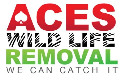 Logo for Aces Wildlife Removal. We Can Catch It.