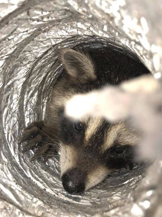 Raccoon Removed From Home Dryer Vent By Aces Wildlife Removal