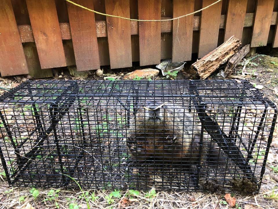 Groundhog Control By Aces Wildlife Removal