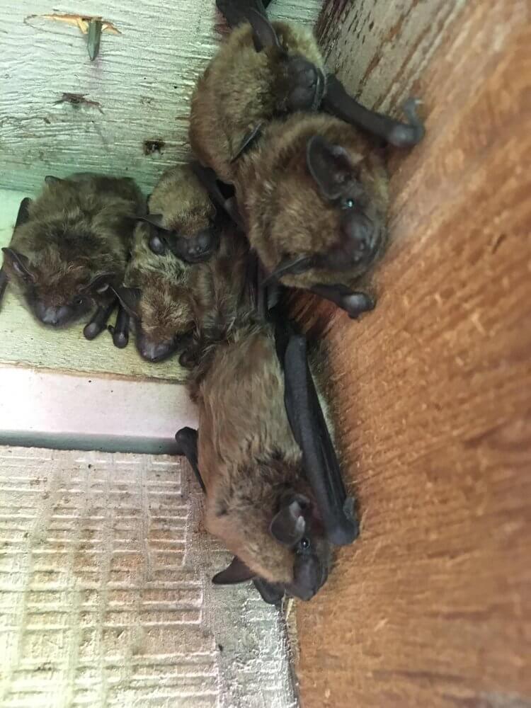 Bat removal by Aces Wildlife Removal
